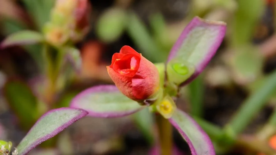 A pink flower opening among green leaves in the sample subtitle project